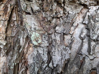bark of a tree,nature top view