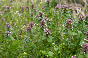 群生するヒメオドリコソウ（Lamium purpureum）