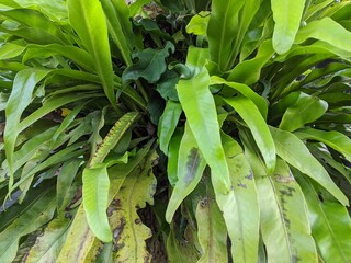 Asplenium nidus or bird's nest fern plant, kadaka green leaves