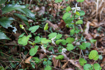 キイチゴ／道端のニガイチゴの花／Rubus microphyllus