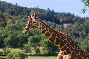 Giraffe portrait in natural environment