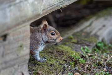 Naklejka na ściany i meble close up of an adorable grey squirrel hiding behind wooden fence in the park with its head pops up