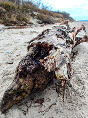 tree trunk on the beach