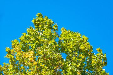 Green Leaves of Pltatanus oreintalis tree on blue sky background