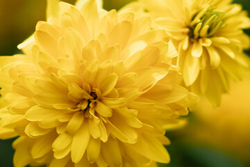 beautiful yellow fresh flowers close up grow