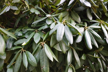 Great-laurel or rosebay rhododendron is a loose, open, broadleaf evergreen with multiple-trunks, upright branching, and the largest leaves of all native rhododendrons.