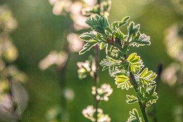 Green bushes with young leaves in the sunset