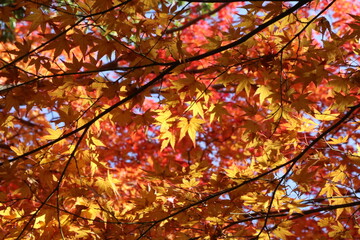 red leaves