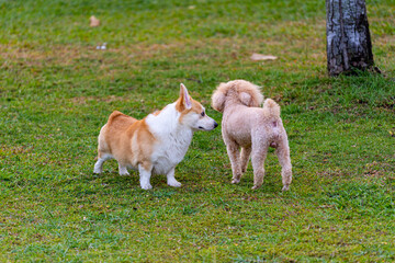 Naklejka na ściany i meble Cute Welsh Corgi and poodle dog playing at summer park