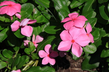 鮮やかなピンクの日々草