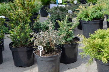 Many thujas tree stand in pots for planting.
