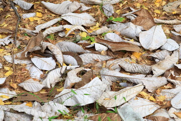 地面に落ちた大きな沢山の落ち葉