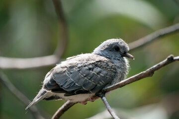 this is a side view of a common bronze wing pigeon chick