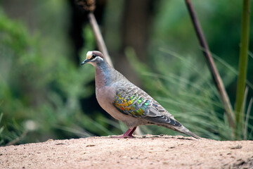 this is a side view of a common bronze wing pigeon