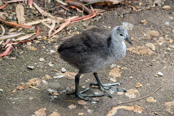 this is an eurasian coot chick