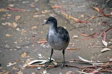 the eurasian  coot chick is walking along the path