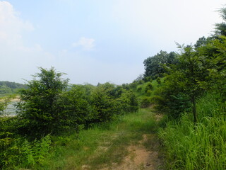 Tree plantation  in the countryside near Jiujiang in Jiangxi province, China