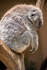 the koala is asleep in a tree