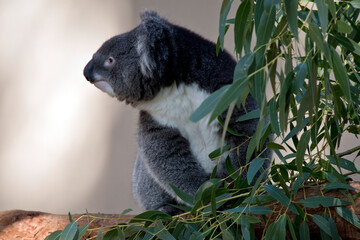 the koala is a grey and white marsupial with fluffy ears