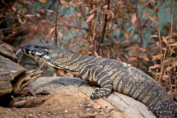 this is a side view of a  lace monitor climbing a tree