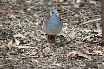 the peaceful dove is walking on leaves and twigs on the floor of the forest