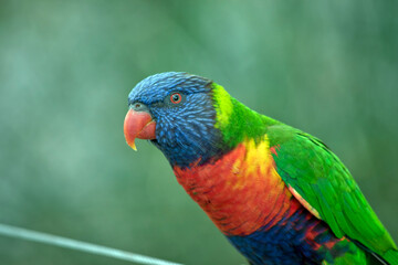 this is a side view of a  rainbow lorikeet