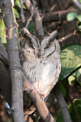 Scops owls are typical owls in family Strigidae, most of them belonging to the genus Otus and are restricted to the Old World. Otus is the largest genus of owls in terms of number of species. 