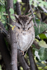 Scops owls are typical owls in family Strigidae, most of them belonging to the genus Otus and are restricted to the Old World. Otus is the largest genus of owls in terms of number of species. 