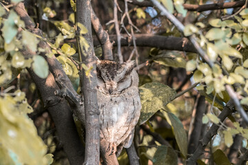 Scops owls are typical owls in family Strigidae, most of them belonging to the genus Otus and are restricted to the Old World. Otus is the largest genus of owls in terms of number of species. 