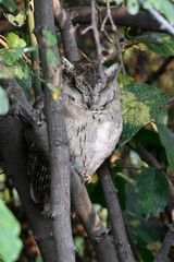 Scops owls are typical owls in family Strigidae, most of them belonging to the genus Otus and are restricted to the Old World. Otus is the largest genus of owls in terms of number of species. 