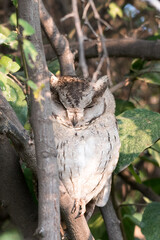 Scops owls are typical owls in family Strigidae, most of them belonging to the genus Otus and are restricted to the Old World. Otus is the largest genus of owls in terms of number of species. 