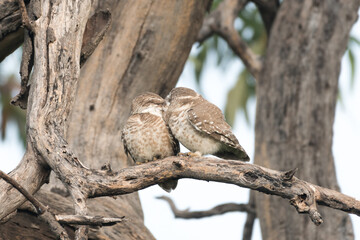 Spotted owlet couple kissing. intimate kissing on the tree branch. 