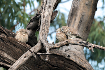 Spotted owlet couple kissing. intimate kissing on the tree branch. 