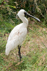 this is a side view of a  royal spoonbill