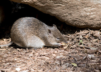 Naklejka premium this is a side view of a Southern brown bandicoot