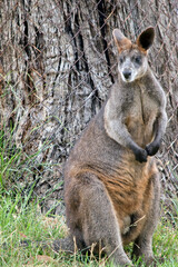 Naklejka na ściany i meble the swamp wallaby is a large wallaby