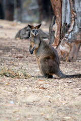 Naklejka premium the swamp wallaby is a tall wallaby
