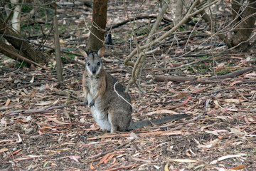 the tammar wallaby is eating leaves and grasses