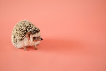 Hedgehog on a pink background. Female hedgehog. Pygmy house hedgehog. African white-bellied hedgehog close-up .Pets.Atelerix albiventris  © Yuliya