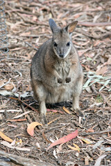 the tammar wallaby is looking for food amongst the twigs and leaves