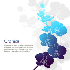 Fototapeta na wymiar Moon orchid outline vector with blue color tone on white background. Moon orchid outline Illustration.
