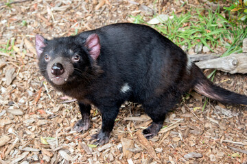 the Tasmanian Devil is a carnivore  they are extremely vicious