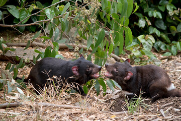 the Tasmanian Devils are fighting
