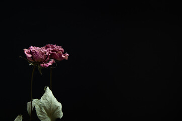 バラのドライフラワー