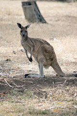Naklejka na ściany i meble the western grey kangaroo has brown fur