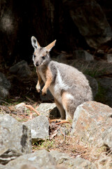 Naklejka na ściany i meble the yellow footed rock wallaby is standing on rocks