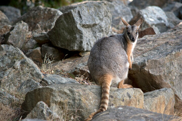 the yellow footed rock wallaby is looking over his shoulder