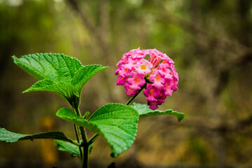 The Lantana Camera is beautifully coloured for a weed