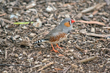 The zebra finch is the most common estrildid finch of Central Australia and ranges over most of the continent, avoiding only the cool moist south and some areas of the tropical far north. It