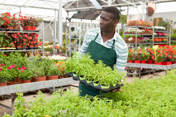 Skilled African American salesman working in garden shop, examining and preparing for sale potted plants